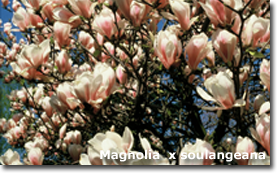 Magnolia x soulangiana